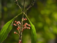 Eranthemum roseum