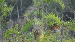 Tyrannus albogularis