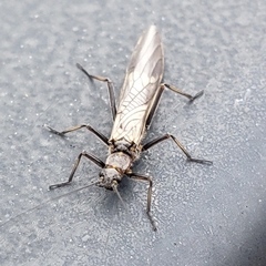 Taeniopterygidae