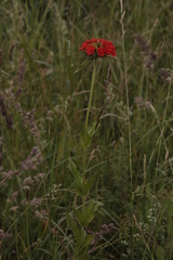 Silene chalcedonica
