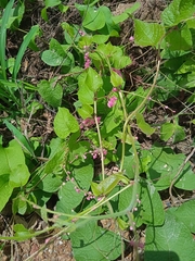 Antigonon leptopus