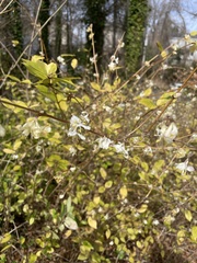 Lonicera fragrantissima