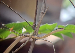 Dendrelaphis tristis