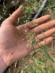 Poa annua