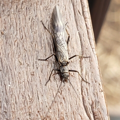 Taeniopterygidae