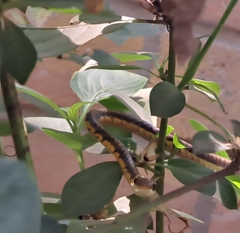 Dendrelaphis tristis