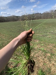 Poa annua