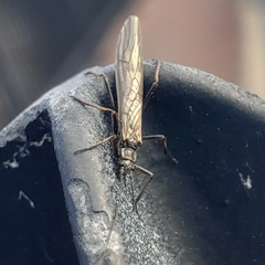 Taeniopterygidae
