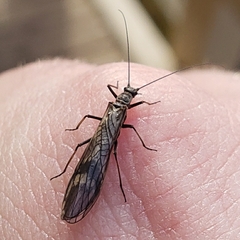 Taeniopterygidae