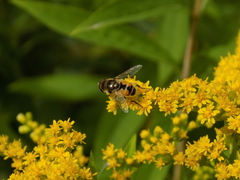 Eristalis arbustorum