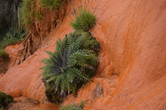 Cirsium nivale