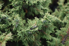 Juniperus monticola