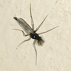 Chironomidae