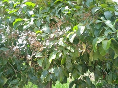 Cordia lutea