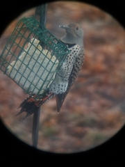 Colaptes auratus