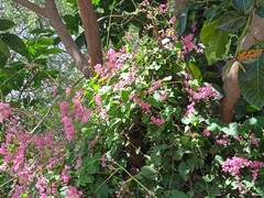 Antigonon leptopus