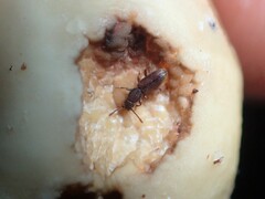 Oryzaephilus surinamensis