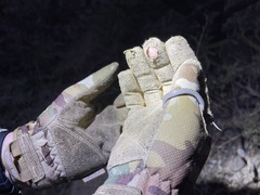 Hypsiglena ochrorhynchus