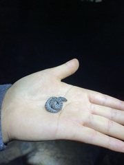 Hypsiglena ochrorhynchus