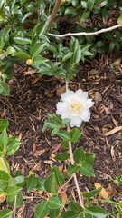 Camellia sasanqua