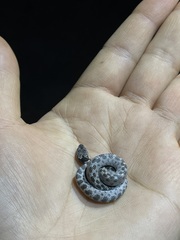 Hypsiglena ochrorhynchus