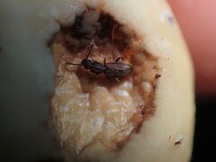 Oryzaephilus surinamensis