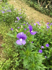 Achetaria azurea