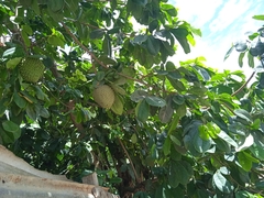Annona muricata