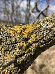 Candelariaceae