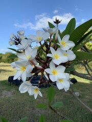 Plumeria