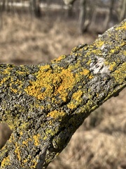 Candelariaceae