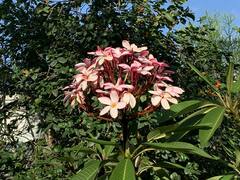 Plumeria