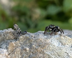 Cephalotes