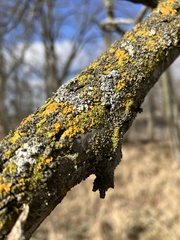 Candelariaceae
