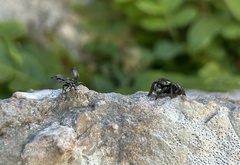 Cephalotes