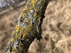 Candelariaceae