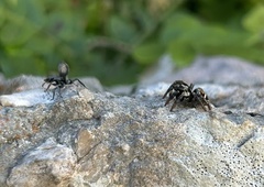 Cephalotes