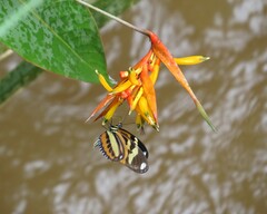 Heliconius ethilla