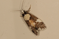 Philenora elegans