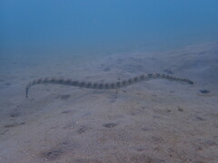 Hydrophis ornatus