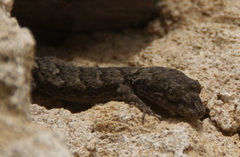 Mediodactylus orientalis