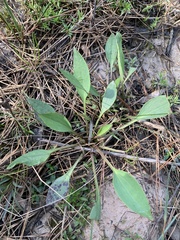 Arnoglossum