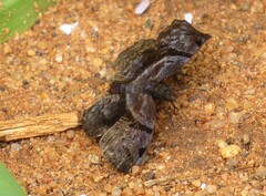 Helias phalaenoides