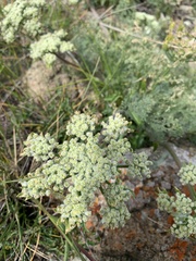 Lomatium dasycarpum