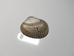 Lunarca