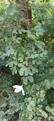 Bauhinia natalensis