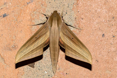 Xylophanes loelia