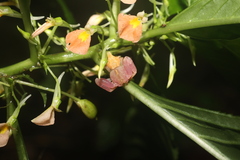 Epicadus taczanowskii