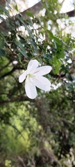Bauhinia natalensis