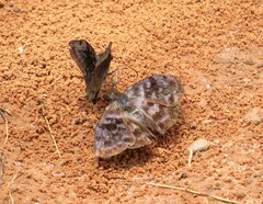 Ebrietas infanda